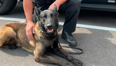 Police dog left in hot car dies. Arnold police blame equipment malfunction.