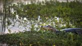 Día Mundial de los Humedales: ¿cuánto sabés de estos ecosistemas?