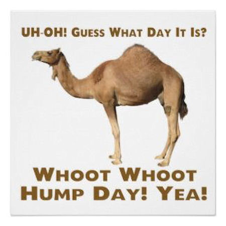 hump day camel