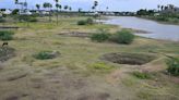 Paddy cultivation only on lands close to irrigation channels in Tirunelveli, Thoothukudi district during this ‘kar’ season