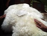 Sheepskin