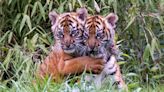 Rare Sumatran Tiger Cubs Emerge from Zoo Den for the First Time: 'Still a Little Shy'