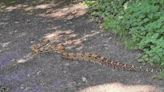 Dog walker stumbles across six-foot boa constrictor in Nottingham park