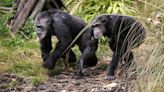 Apes like to playfully tease each other, scientists find