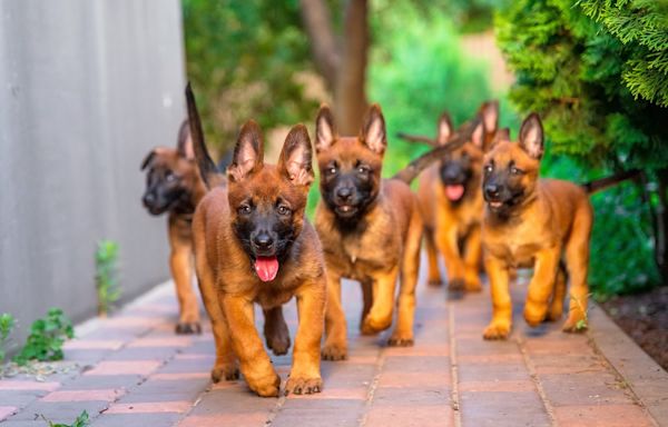 Belgian Malinois Puppies Join Yoga Class and the Cutest Chaos Ensues