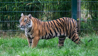 'He's getting stronger every day', young Sumatran tiger cub overcomes limb weakness