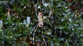 Giant, 'flying' Joro spiders expected to spread to NJ, NY this summer