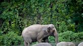 Happy the elephant at Bronx Zoo is not a person, New York’s top court rules