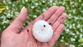 'All hail broke loose': Softball-size hail destroys property in Carolinas during weekend hailstorm