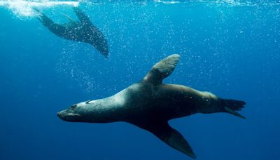 Día Mundial de los Océanos: implementación del Acuerdo de Alta Mar, los desafíos y oportunidades para Chile