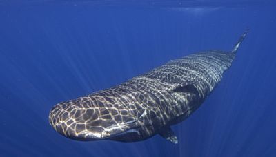 Scientists unlock basics of sperm whale language