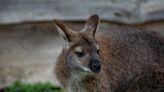 Wallaby on the loose in Brewster area