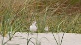 Western snowy plovers go from near extinction to expanded growth on Oregon Coast