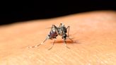 West Nile virus found in more Connecticut towns