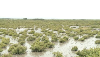 濁水溪口申請國家濕地遭駁回 地方盼引進產業增就業機會