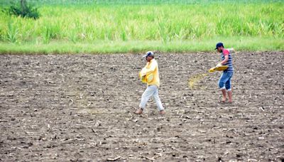 Uneven spread of monsoon rain affects kharif crops in half of rural Telangana