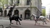 Vídeo | Varios caballos militares siembran el caos en el centro de Londres y hieren a cinco personas