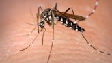Los expertos piden la colaboración ciudadana para frenar el avance del mosquito tigre