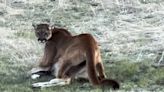 Larimer County resident videos mountain lion dragging deer kill across her yard