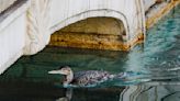 Rare Bird Sighting Shuts Down Iconic Fountain Show at The Bellagio