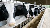 Dairy worker with bird flu never developed respiratory symptoms, only pinkeye