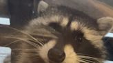 A woman's hilarious Christmas story about her parents spoiled 'adopted' wild raccoon is going viral on TikTok