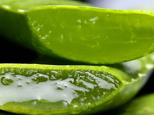 We were today years old when we learnt the correct way to use an aloe vera leaf