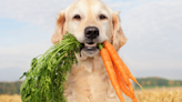 How Do I Make Homemade Pet Food? Learn About Ingredients, Cooking Conditions and More