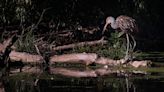 ‘Invasion’ of tropical birds known as limpkins reported in Illinois; invasive snails may be attractive food source, experts say