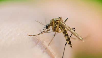 Five ‘very effective’ methods to get rid of mosquitoes - pests ‘hate’ the smell