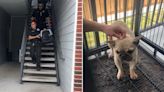 Pct. 1 investigating 2 'heinous' cases of dog abuse: Yorkie thrown down stairs, French bulldog left on balcony