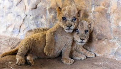 Tourists unwittingly support cruel cub petting farms where lions are sold to be hunted for sport