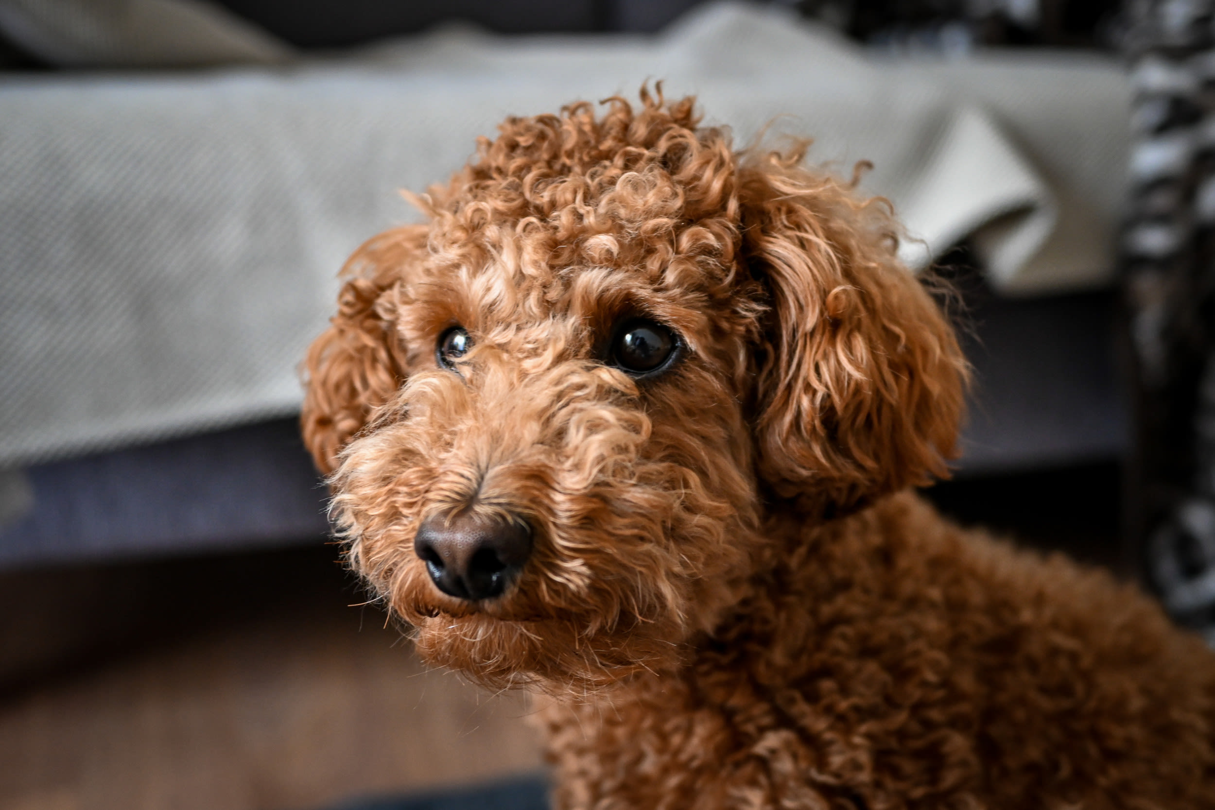 Dog demanding dinner through "pretend barking" has internet in stitches