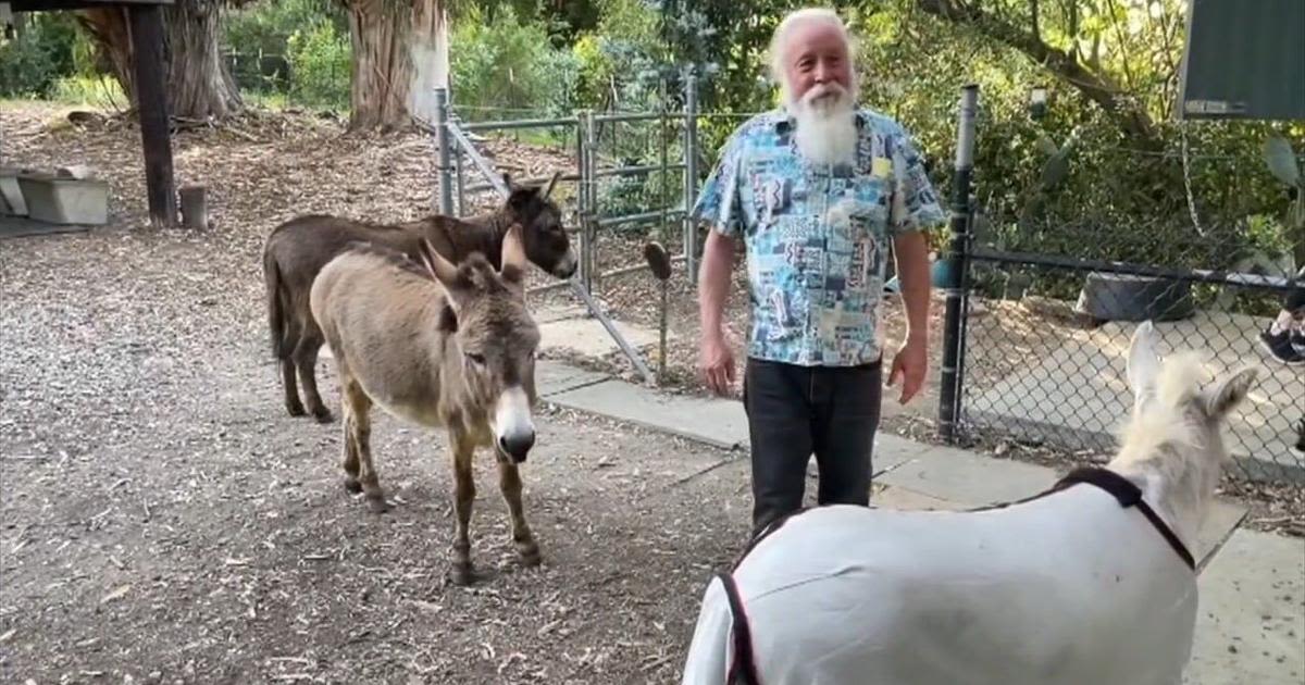 Community comes together to support donkey that inspired 'Shrek' character