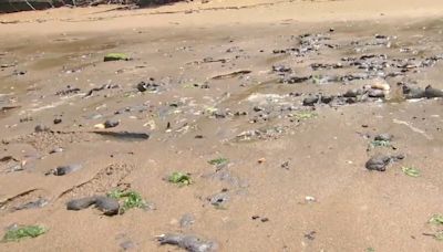Trozos de desechos de plomo que parecen rocas llegan a la costa de Nueva Jersey