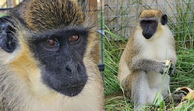 ‘I guess Zulu wanted more freedom:’ Monkey escapes Florida sanctuary. Where he may be now