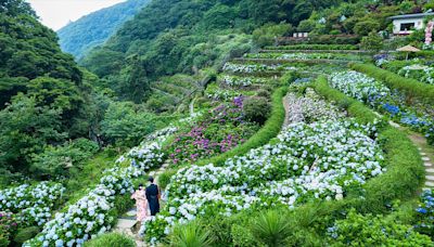 徜徉初夏竹子湖繡球花海 享受農園童趣好時光