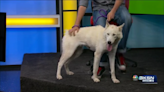 Pet Project: Sweets looking for family as energetic as she is