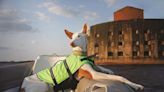 Pets at Sea: Animals have been seagoing companions for millennia