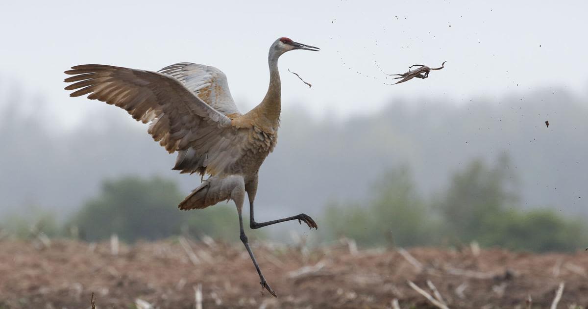 Committee studying how to manage Wisconsin sandhill crane population