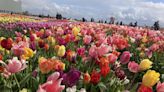 Amsterdam in tulip season is short and sweet – but may be the most incredible time for a city break