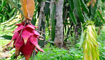 The exotic dragon fruit now grows in Dindigul