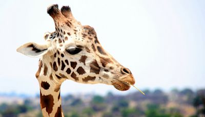 被控買野生動物坑老闆 李天怡獲判無罪稱遲來的正義 | 蕃新聞