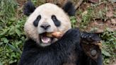 Pair of giant pandas set to travel from China to San Diego Zoo under conservation partnership