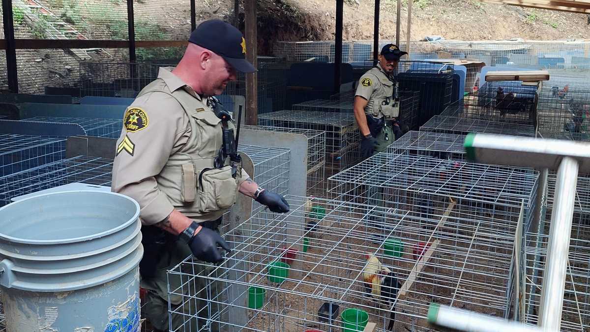 200 roosters found during Santa Cruz County cockfighting ring bust