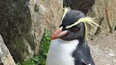 Penguin killed by fox in zoo enclosure