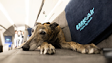 Bark Air, an airline for dogs, faces lawsuit after its maiden voyage