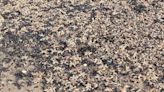 'Thousands' of starfish wash up on beach in Margate