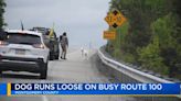 Dog on the loose slows Route 100 traffic through MontCo