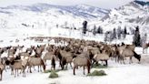 Information sought in illegal elk killing